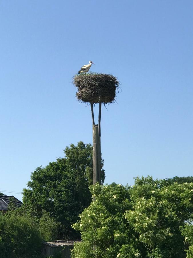 Landhaus Zum Storchennest Kloster Wulfshagen Exteriör bild